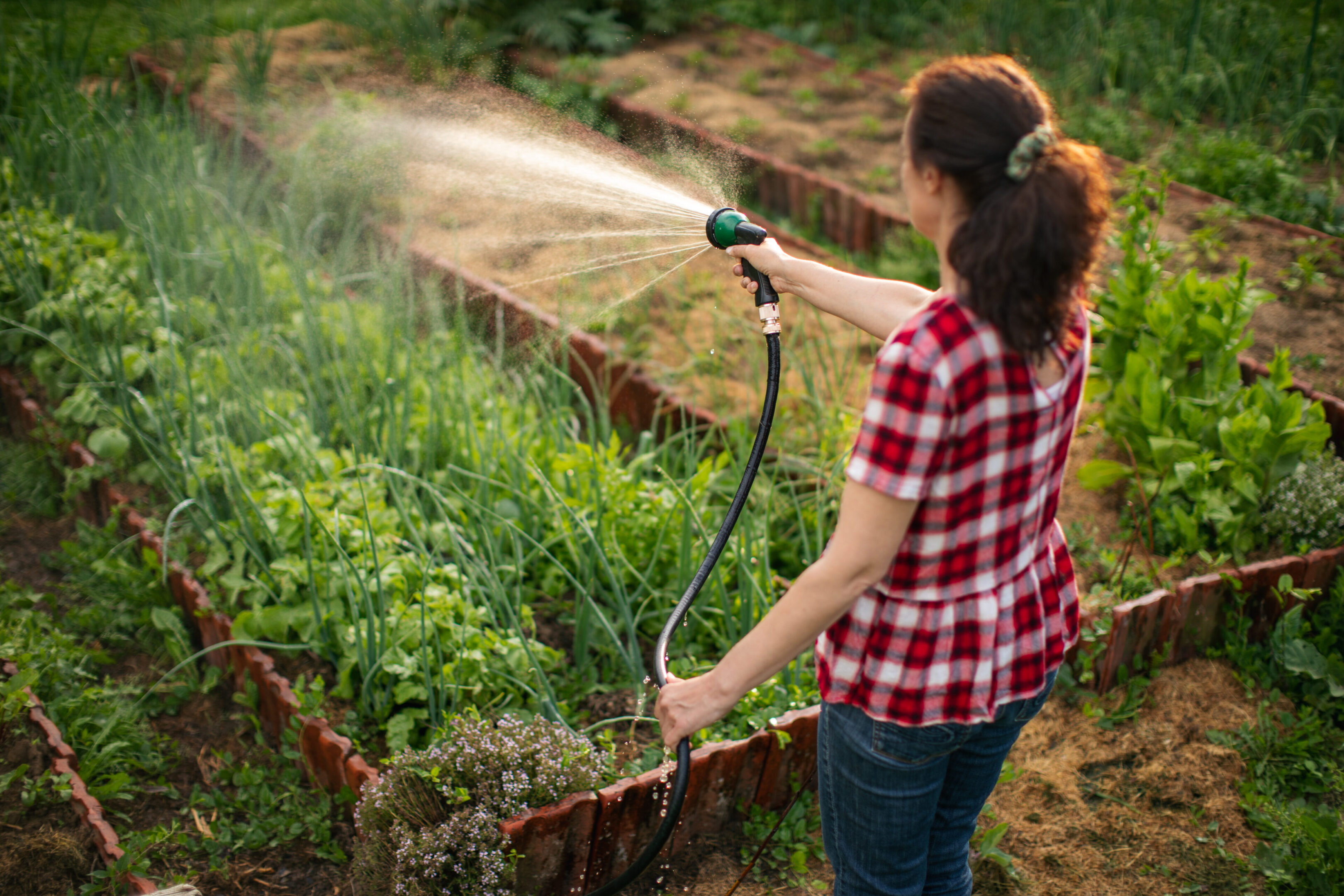 Woman watering garden plants with a hose on a sunny day.