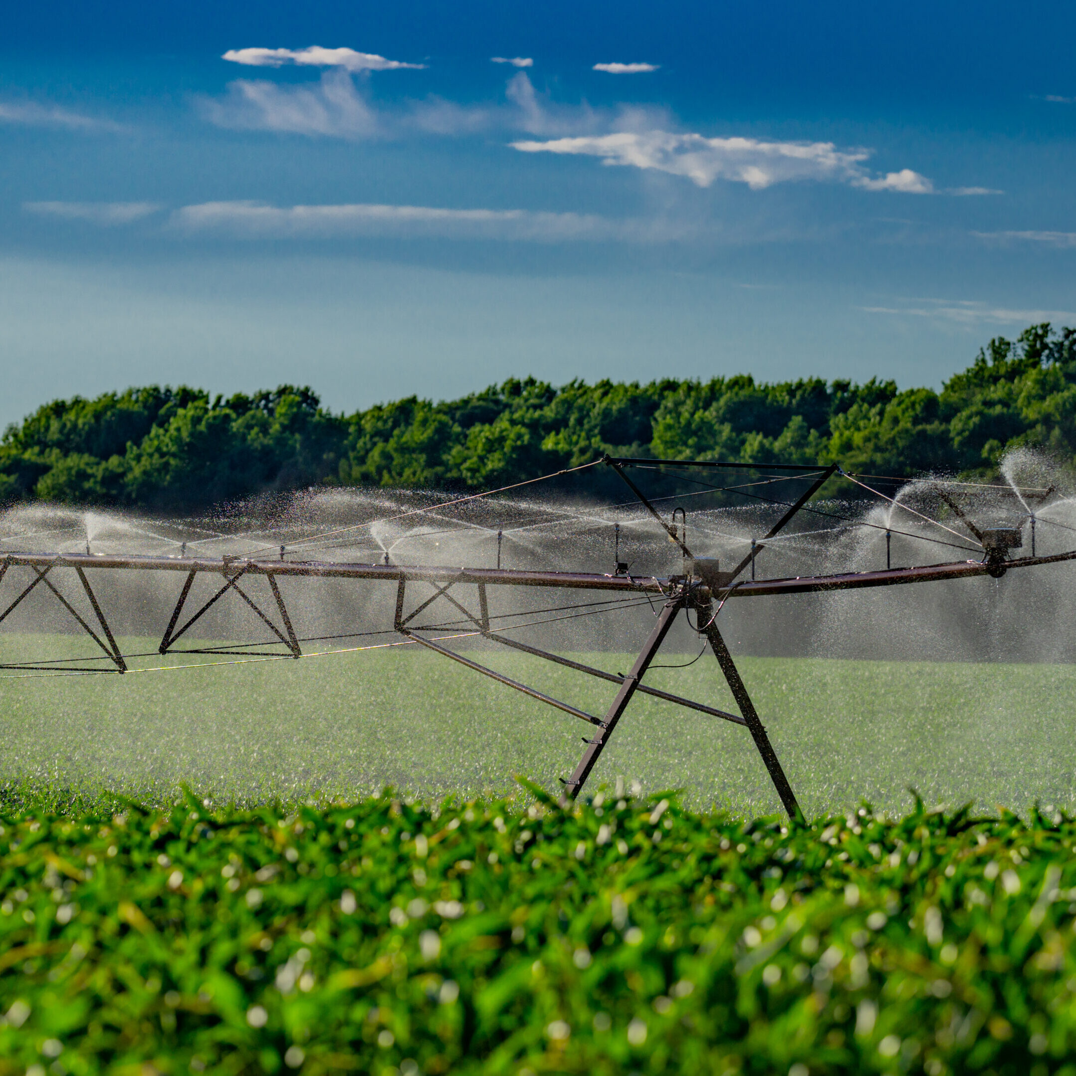 A large fishing net suspended over water with greenery in the foreground.